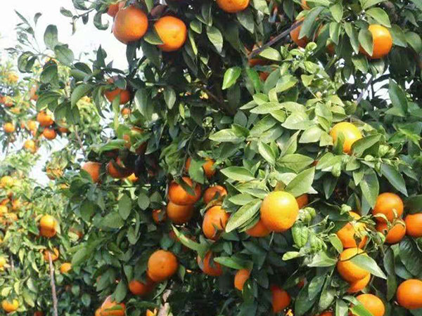 青皮桔油、橙皮--原油精简介